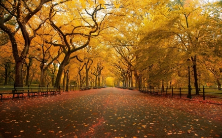 Autumn Avenue - autumn, benches, trees, park, leaves, golden, avenue