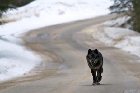 Lone Wolf at Bow Valley Parkway, Banff NP