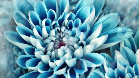 Beautiful Blue Blooms - aqua, floral, chrysanthemum, blue, summer, cyan, flowers, spring