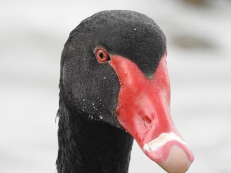 Beautiful Aussie Bird - bird, black swan, beautiful, swan, australia