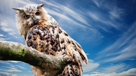 Owl - owl, bird, animal, sky