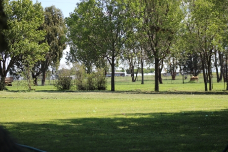 Vrede - trees, farm, fields, Green