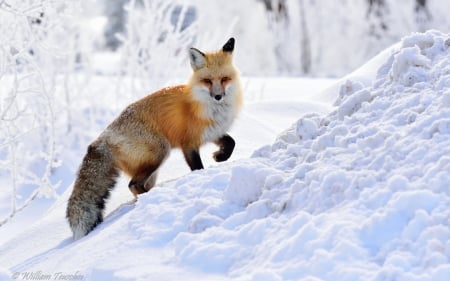 One more winter fox - snow, winter, red, fox