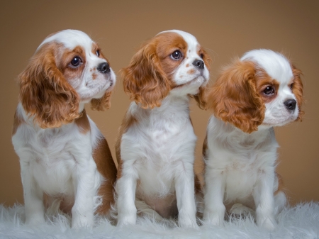 Trio Puppies - dog, puppy, animal, Spaniel