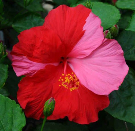 Pink Red Hibiscus - nature, hibicus, red, pink, flowers