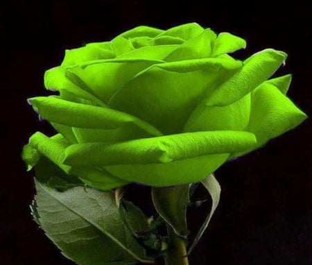 A Green Rose for  ღ❤ღ Angelika ღ❤ღ