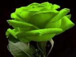 A Green Rose for  ღ❤ღ Angelika ღ❤ღ