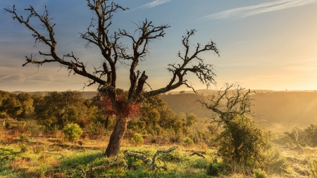 trees and shrubs on hills at sunrise - sky, trees, hills, shrubs, sunrise