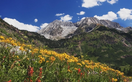 Spring Wildflowers at Lead King Basin in Marble, Colorado - clouds, blossoms, landscape, springtime, colors, mountains, sky