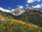 Spring Wildflowers at Lead King Basin in Marble, Colorado