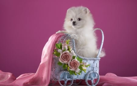 Puppy - flower, funny, animal, rose, pink, cute, puppy, spitz, blue, white, dog