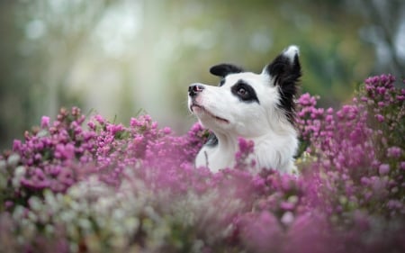 Hiding - summer, funny, black, white, australian shepherd, dog, pink, animal, cute, flower