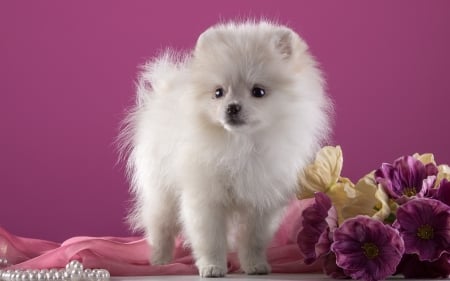 Puppy - white, puppy, spitz, pink, dog, animal, cute, flower