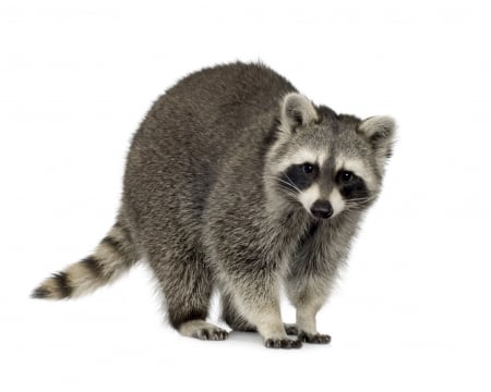 Raccoon - animal, white, black, raccoon