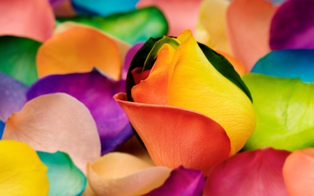 Rainbow rose - yellow, blue, petals, rainbow, purple, red, green, rose, texture