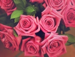 Pink roses