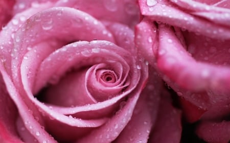 Pink roses - flower, rose, pink, water drops, skin