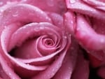 Pink roses