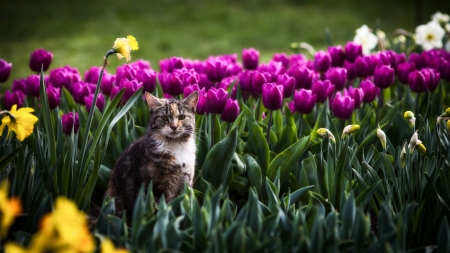 Spring time - nature, tulips, cat, spring