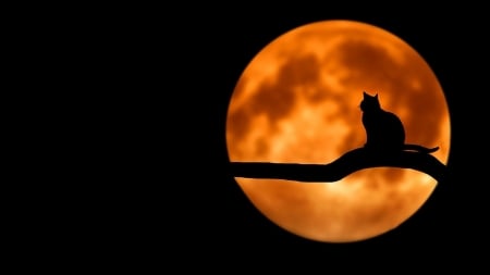 Full moon - moon, dark, cat, animals