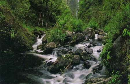 forest river in hawaii - nature, forest, river, green, hawaii