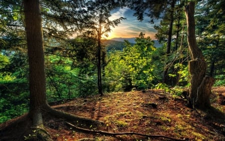 Sunset Through the Forest - forest, landscape, trees, sunset, nature