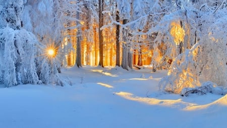 Sun in winter forest - trees, winter, beautiful, snow, morning, forest, glow, rays, sun