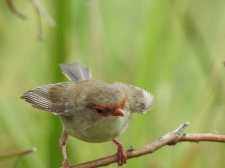 Fairy Wren - Brisbane, bird, photography, wren, fairy wren, tiny, nature, Australia, Nikon Coolpix P900