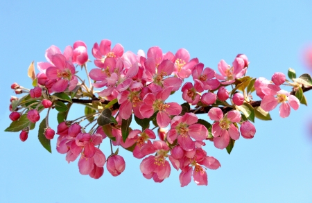 Spring - sky, blue, pink, blossom, spring, flower