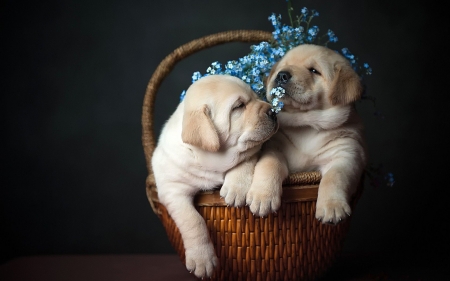 Puppies in the Basket - doggy, animal, animals, puppies, flowers, basket, dog