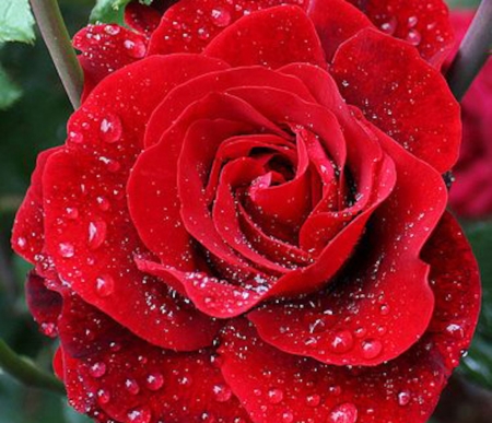 Drops on Red Rose - drops, dew, petals, flowers, closeup, macro, nature