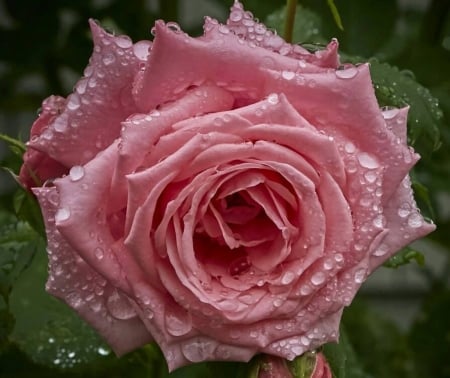 A Beauty For Alexandra Georgieva - drops, dew, pink, petals, flowers, closeup, macro, nature