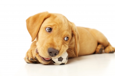 Puppy - white, animal, funny, ball, cute, dog, puppy