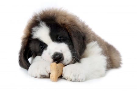 Puppy - white, saint bernard, puppy, dog, cookie, animal, cute