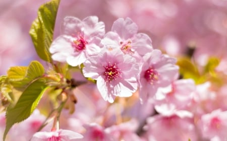 Spring - flower, pink, spring, blossom, cherry, green