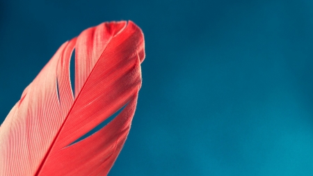 Red feather - minimalism, feather, red, blue