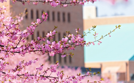 Spring - flower, pink, spring, blossom, city, branch