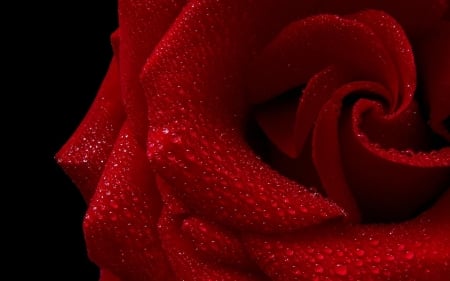 Rose - skin, black, water drops, red, rose