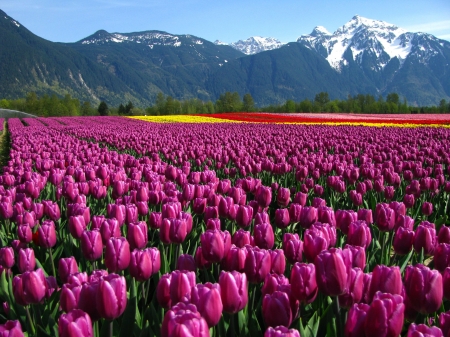 Springtime Fields - tulips, landscape, colors, field, mountains