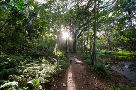 Hawaii - fun, Hawaii, nature, forest, cool