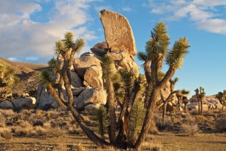 Joshua Tree - fun, Joshua Tree, nature, desert, cool