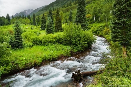 Maroon Creek - forest, cool, river, fun, nature