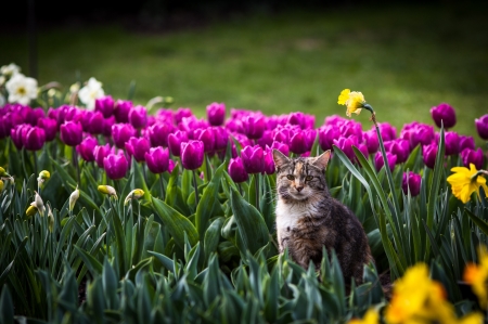 Kitty in Spring - tulips, blossoms, garden, cat