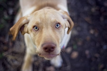 Copper Boy - labrador, best friend, dudley labrador, eyes