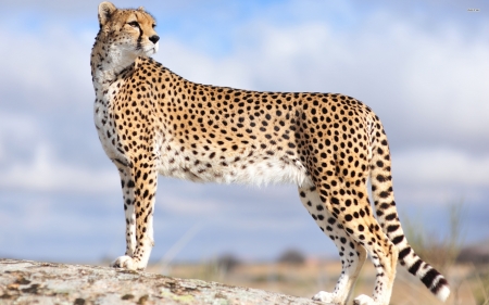 Cheetah - Animal, Cheetah, Africa, Wildlife