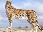 Cheetah