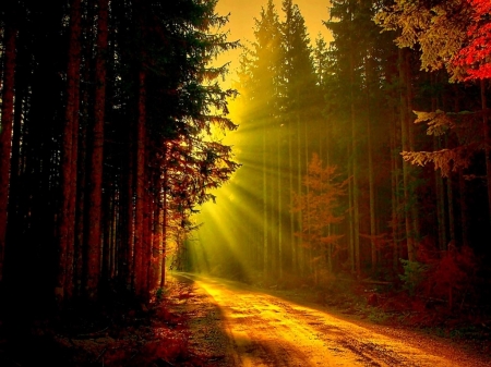 Rays of Light - rays, forest, light, sunset, path