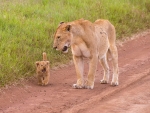 Lion and Cub