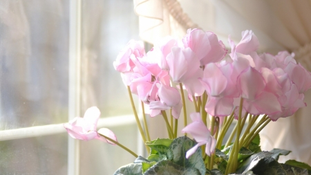 Pink Beauty - flowers, window, petals, pink