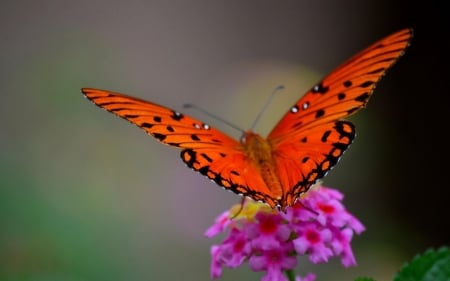 Pretty Butterfly - pretty, butterflies, lovely, orange, black, nature, design, red, insect, animals, wallpaper